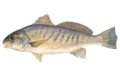seafood_croakerfish