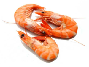 seafood_shrimp